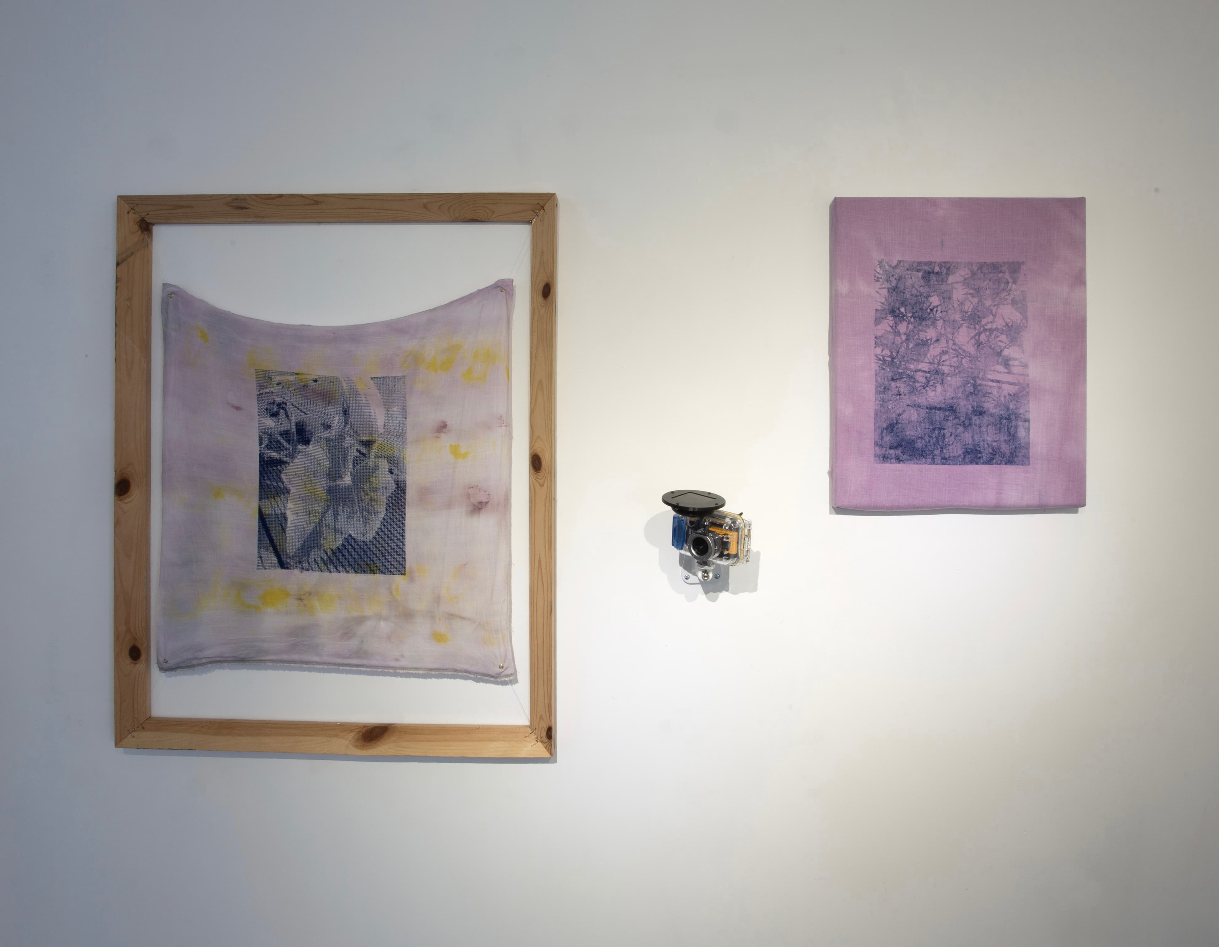 Dye Garden Studies