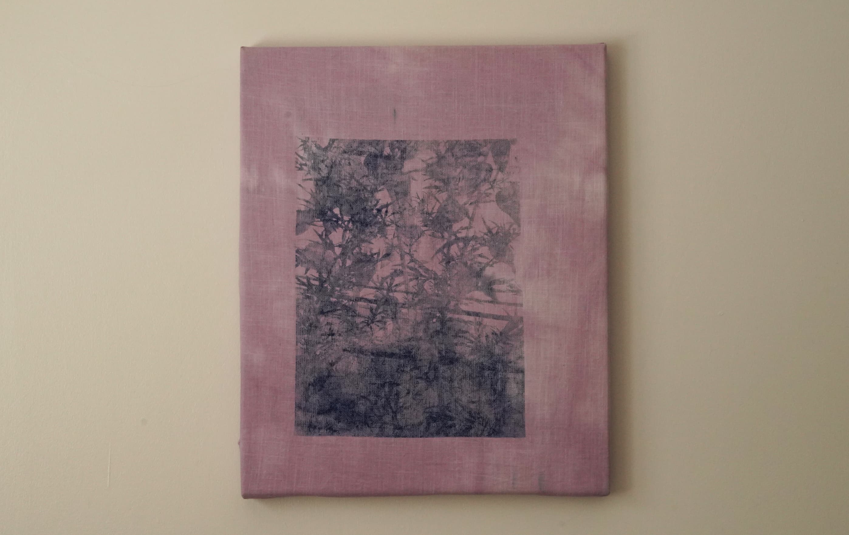 Dye Garden Studies